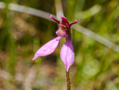 Eriochilus cucullatus