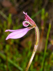 Eriochilus cucullatus