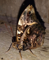 Opsiphanes quiteria