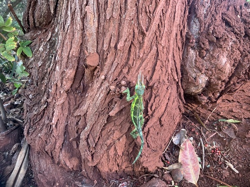 Trioceros jacksonii observed 2022-12-13