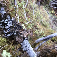 Lobaria anomala