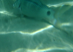 Parupeneus barberinus