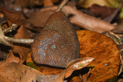 Godartiana muscosa