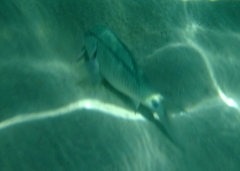 Parupeneus barberinus