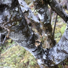 Lobaria anomala