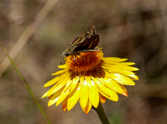Taractrocera papyria