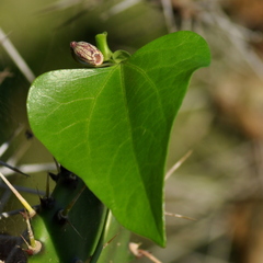 Aristolochia triangularis
