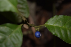 Ronabea emetica