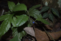 Ronabea emetica