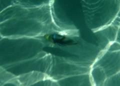 Rhinecanthus aculeatus