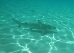 Carcharhinus melanopterus