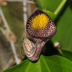 Aristolochia triangularis