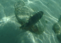 Cheilinus chlorourus