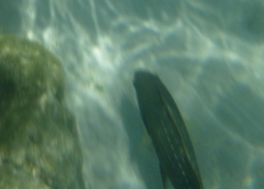 Cheilinus chlorourus