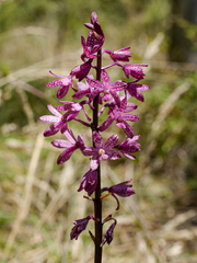 Dipodium punctatum
