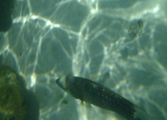 Cheilinus chlorourus