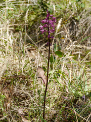 Dipodium punctatum