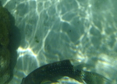 Cheilinus chlorourus