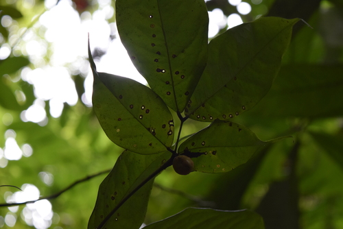 Brownea coccinea, photograph 5