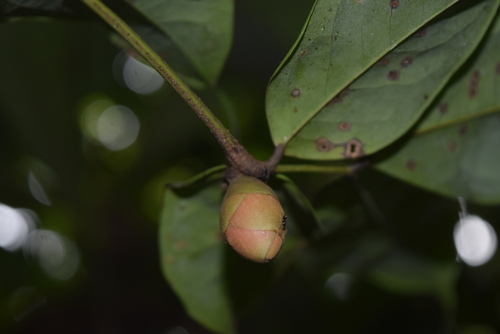Brownea coccinea, photograph 4