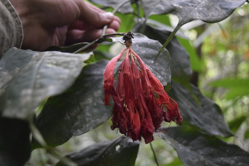 Brownea coccinea, photograph 6