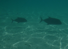 Caranx