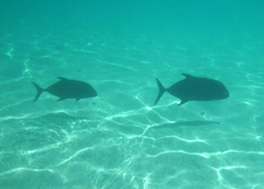 Caranx