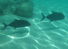 Caranx