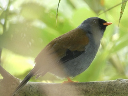 Varied Solitaire (Myadestes coloratus), photo 3