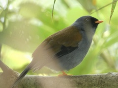Myadestes coloratus