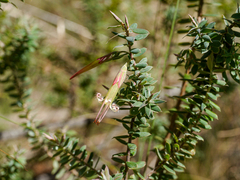 Styphelia perileuca