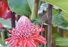 Saucerottia saucerottei