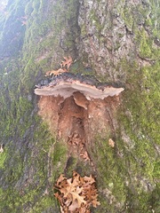 Fomitopsis pinicola