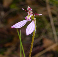 Eriochilus cucullatus