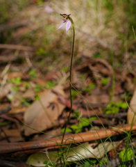 Eriochilus cucullatus