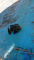 Rhinella arunco