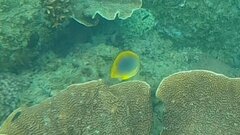 Chaetodon aureofasciatus