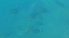 Acanthurus xanthopterus