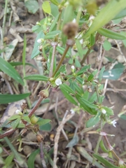 Scleromitrion diffusum