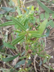 Scleromitrion diffusum