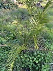 Phoenix canariensis