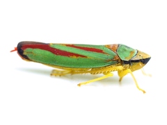 Graphocephala fennahi