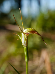 Pterostylis