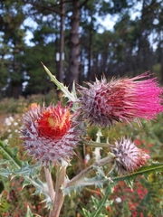 Cirsium ehrenbergii