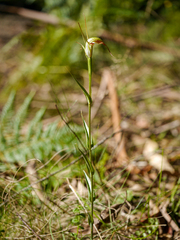 Pterostylis