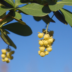 Berberis laurina