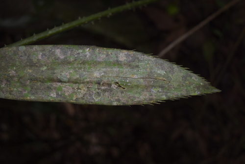 Zamia lindenii, photograph 1