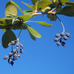 Berberis laurina