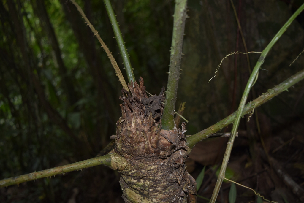 Zamia lindenii; photograph (c) Ignacio Moreira-Corral, some rights reserved (CC BY-SA)