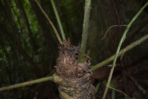 Zamia lindenii